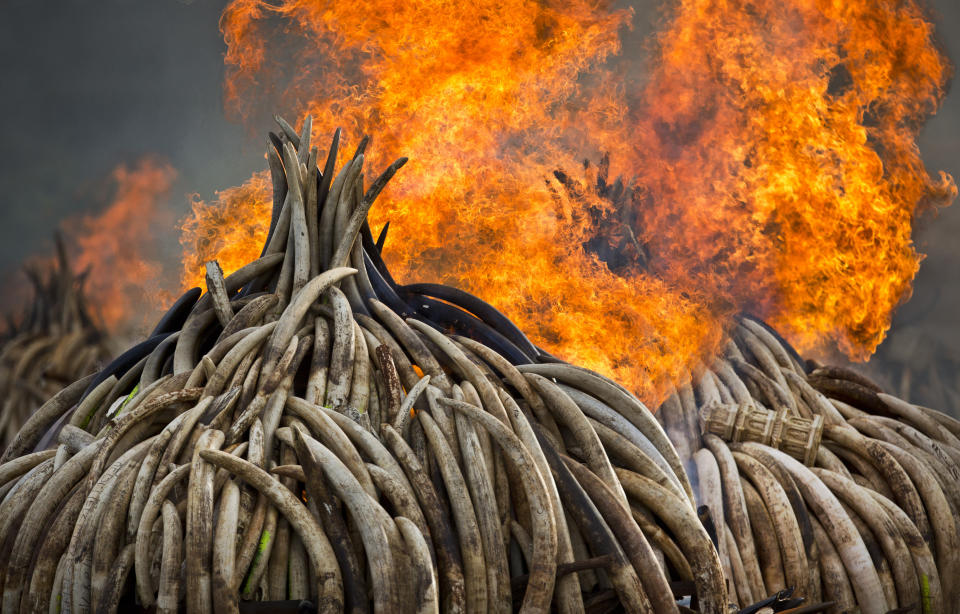 FILE - In this Monday, Sept. 4, 2017 file photo, pyres of ivory are set on fire in Nairobi National Park, Kenya. Kenya's president Saturday set fire to 105 tons of elephant ivory and more than 1 ton of rhino horn, believed to be the largest stockpile ever destroyed, in a dramatic statement against the trade in ivory and products from endangered species. According to a scientific report from the United Nations released on Wednesday, March 13, 2019, climate change, a global major extinction of animals and plants, a human population soaring toward 10 billion, degraded land, polluted air, and plastics, pesticides and hormone-changing chemicals in the water are making the planet an increasing unhealthy place for people. (AP Photo/Ben Curtis)