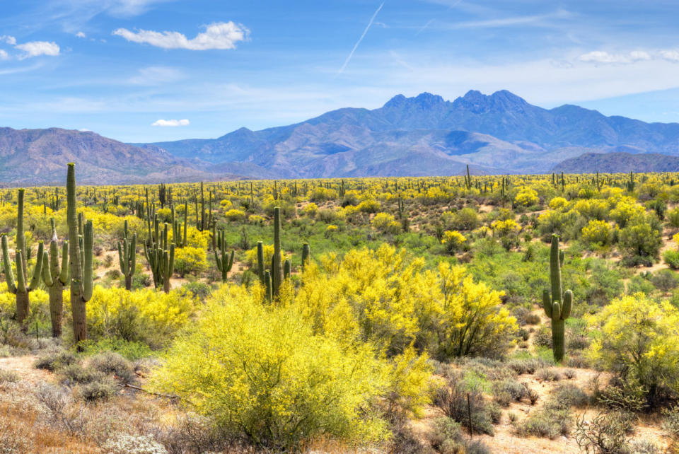 <p>A <a href="http://www.blm.gov/az/st/en/prog/blm_special_areas/natmon/son_des.html">huge cactus forest and three mountain ranges</a>&nbsp;cover hundreds of acres&nbsp;ready for exploration.</p>