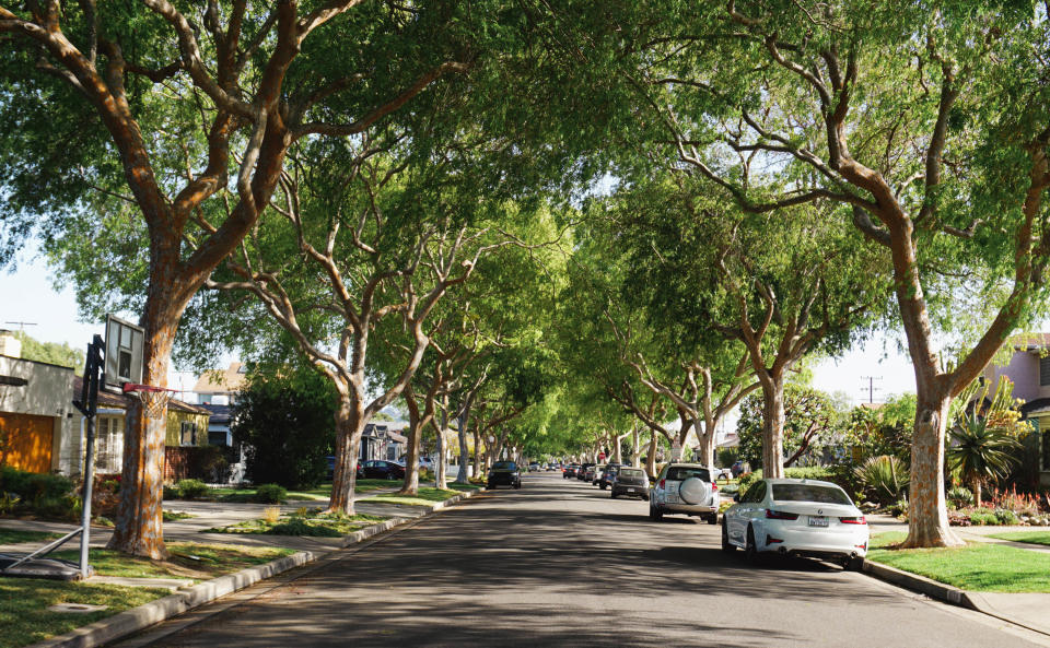 Chinese elm trees along a residential street