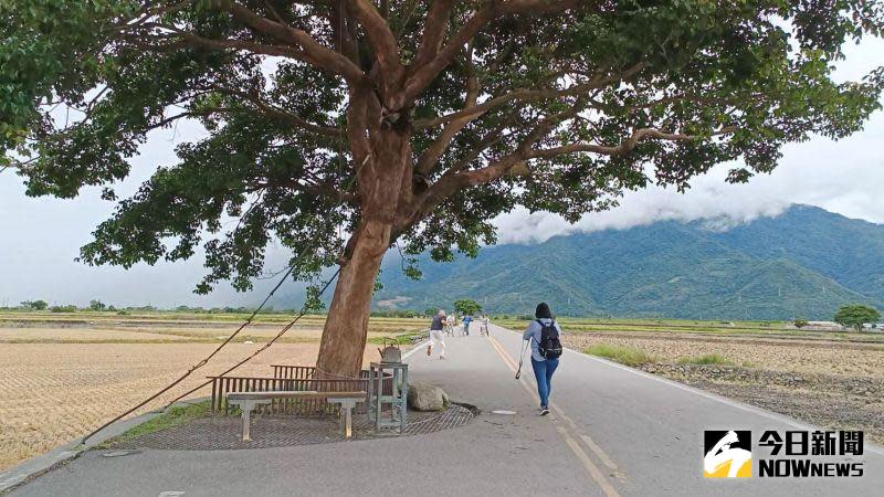 ▲著名的「金城武樹」曾遭遇風災倒下、車輛撞擊等傷害，但經過日本樹木醫師搶救與健檢，如今更加茁壯茂密。（圖／記者許若茵攝）