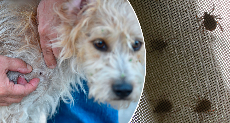 Left - a dog with a tick. Right - close up of ticks.