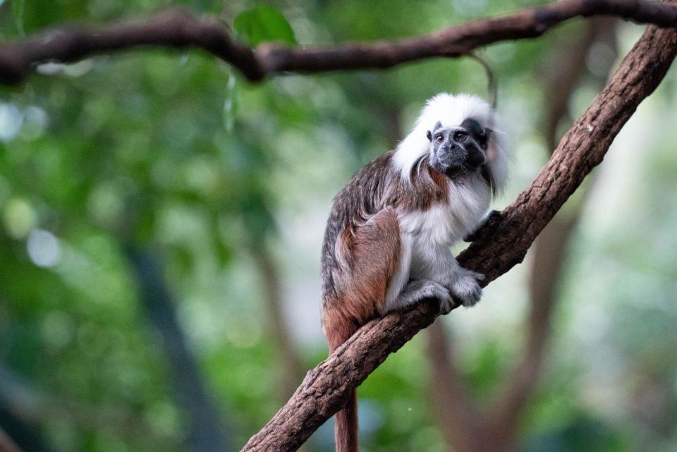 Cotton-top tamarin棉頭絹猴在穿山甲館裡跳躍移動。台北市立動物園提供