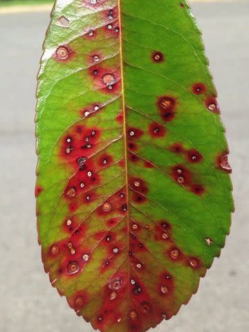 emPhotinia leaf spot. Photo: agextension.org/em