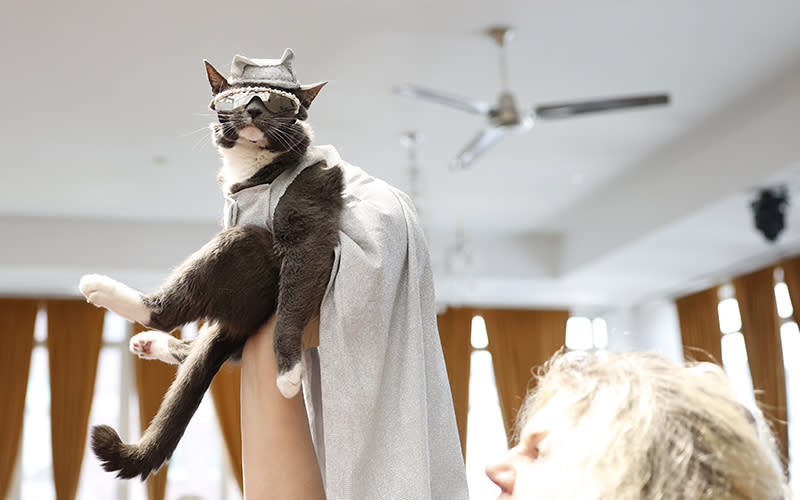 Bagel The Sunglass Cat, dressed in the recreated Met Gala look of Doja Cat, is held in the air by a handler