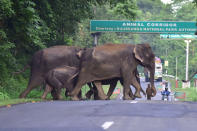 KAZIRANGA,INDIA-JULY 16,2020 :A herd of wild elephant cross a National Highway at the flood affected Kaziranga National Park in India's northeast state of Assam - PHOTOGRAPH BY Anuwar Ali Hazarika / Barcroft Studios / Future Publishing (Photo credit should read Anuwar Ali Hazarika/Barcroft Media via Getty Images)