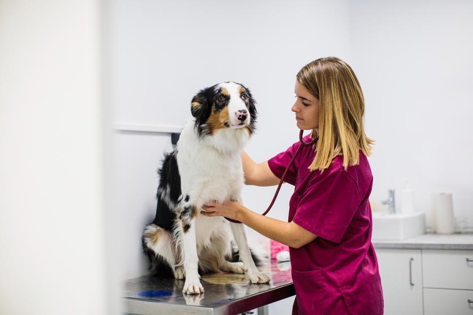 A vet clinic worker checking a dog's heartbeat