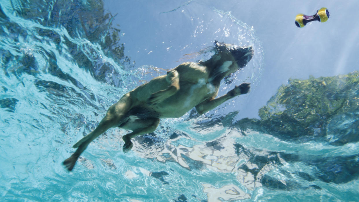  Underwater shot of dog swimming retrieving toy. 