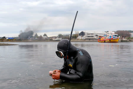A diver inspects a mollusc at Chiloe island in Chile, May 11, 2016. REUTERS/Pablo Sanhueza