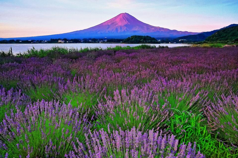 日本旅遊｜2024河口湖薰衣草祭開催！7.6一日限定煙花大會＋絕美打卡位 即睇東京出發一日遊推介/交通方法