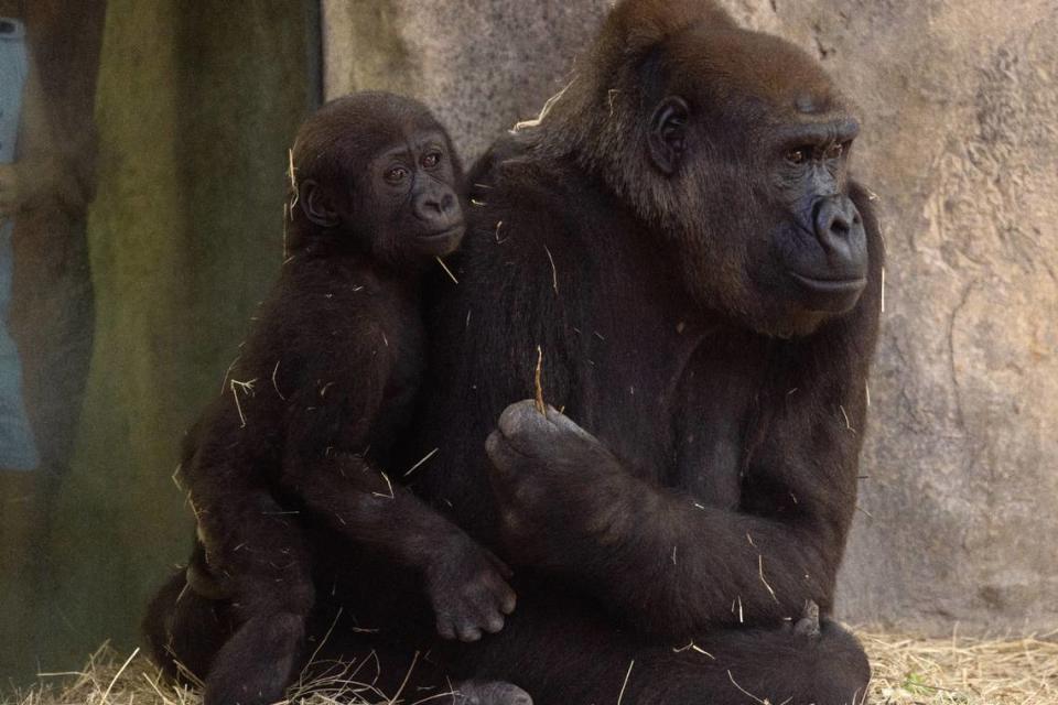 Angie Holmes, a zookeeper working with primates at the Fort Worth Zoo, was there when the youngest of the gorillas, Bruno, was born. To continue her lifelong dream of working with animals at the zoo, she had to have surgery on her wrist and arm earlier this year.