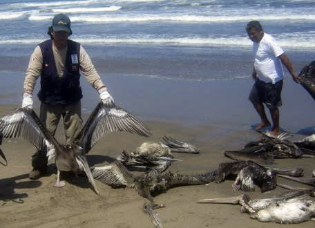 In this April 28, 2012 photo provided by the Agriculture Ministry, a health ministry worker holds up the carcass of a pelican on the shore of Pimentel beach in Chiclayo, Peru. Scientists studying a mass die-off of dolphins and the more recent deaths of thousands of pelicans on northern Peru's beaches say there is no evidence the two are related. (AP Photo/Agriculture Ministry)