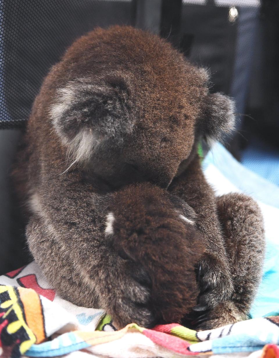 A young koala in Adelaide hugs his stuffed toy as he sleeps(Getty Images)