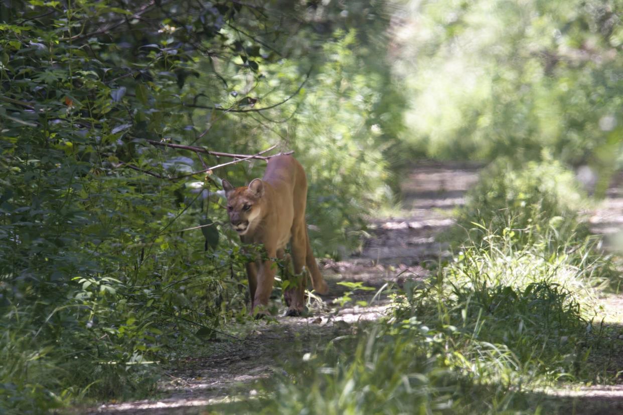 In September, Florida Atlantic University student Jacob Askin came face to face with a Florida panther at Fakahatchee Strand, near Naples.