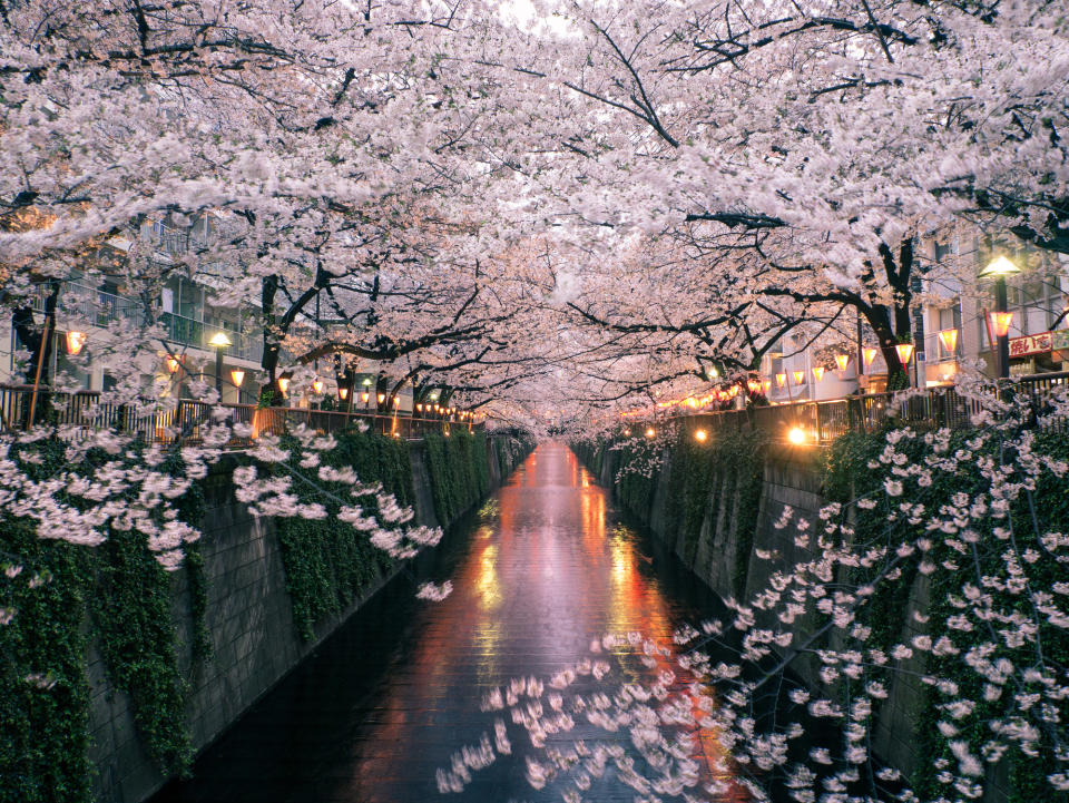 Cherry blossoms on a riverbank in Tokyo.