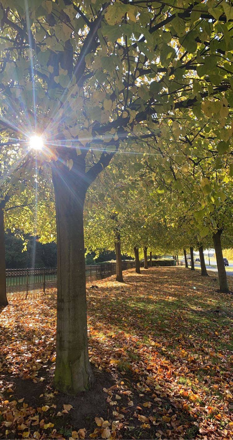 Sunlight through the trees in Grappenhall Heys