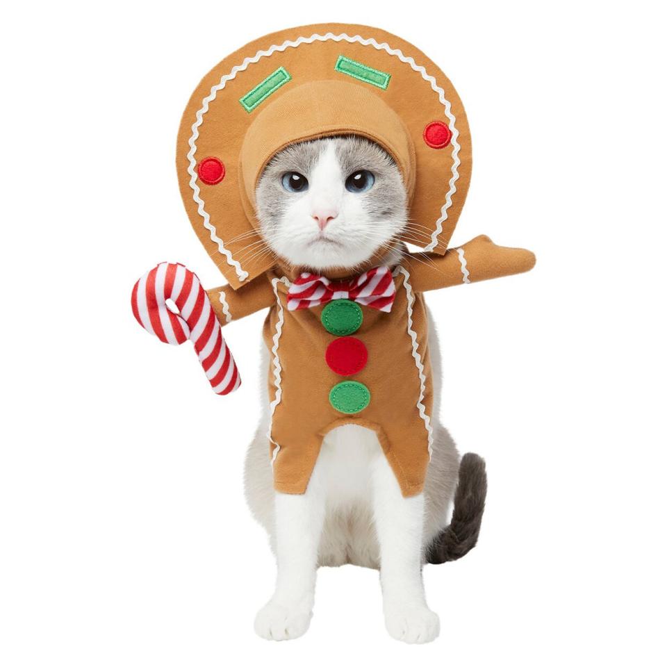 Cat wearing a Front Walking Gingerbread Cat Costume