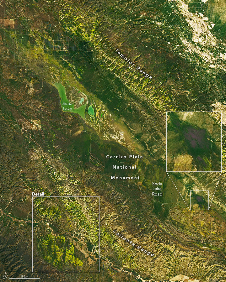 Bright purple and green patches seen on Earth from space are Southern California's superbloom phenomenon.  / Credit: NASA