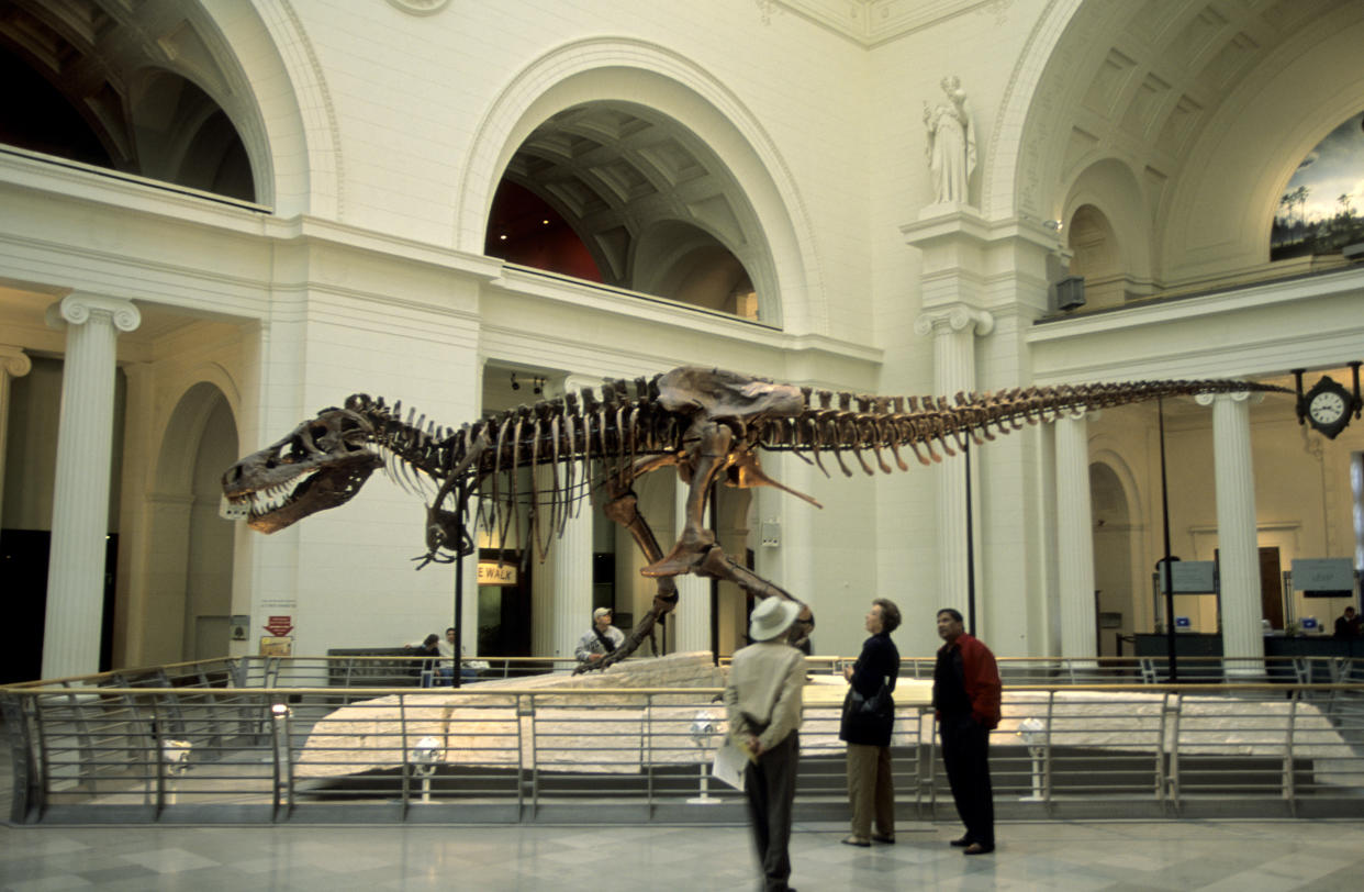 UNITED STATES - 2001/01/01: USA, Illinois, Chicago, Field Museum Of Natural History, T-rex Dinosaur Skeleton, 'sue'. (Photo by Wolfgang Kaehler/LightRocket via Getty Images)