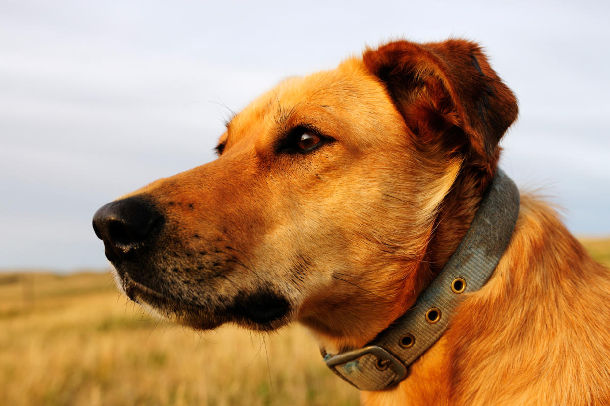 Ihr besonders starker Geruchssinn hilft Hunden, Krankheiten frühzeitig zu erkennen. (Symbolbild: ddp Images)