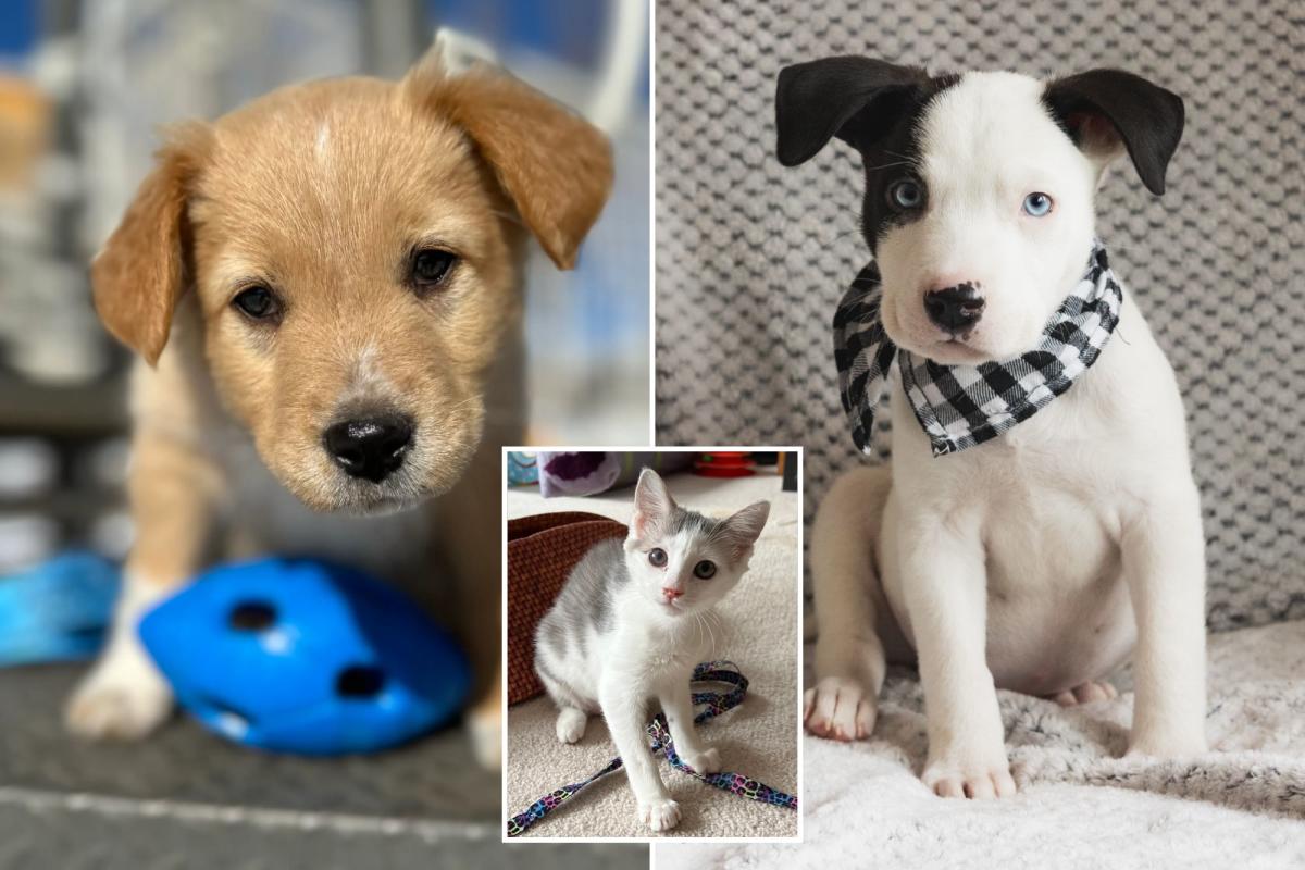 Meet the dogs and kittens you can adopt during Puppy Bowl 2024