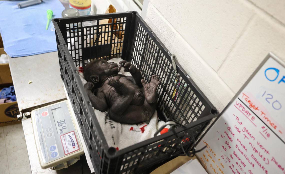 Jameela is weighed while being cared for behind the scenes at the Fort Worth Zoo on Wednesday.