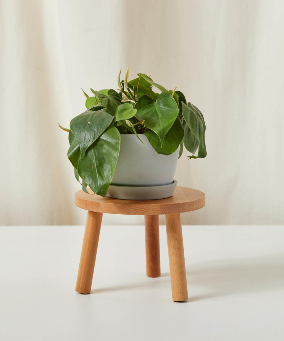 <p><a href="https://bloomscape.com/product/philodendron-heartleaf/" rel="nofollow noopener" target="_blank" data-ylk="slk:Shop Now;elm:context_link;itc:0;sec:content-canvas" class="link ">Shop Now</a></p><p>Heartleaf Philodendron </p><p>bloomscape.com</p><p>$49.00</p><span class="copyright">Bloomscape</span>