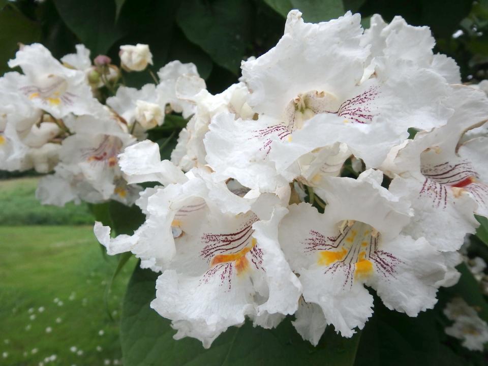 Catalpa blooms for Henry from late June into July.