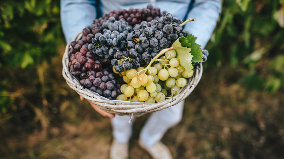 Unrecognizable senior woman holding a basket with grapes.