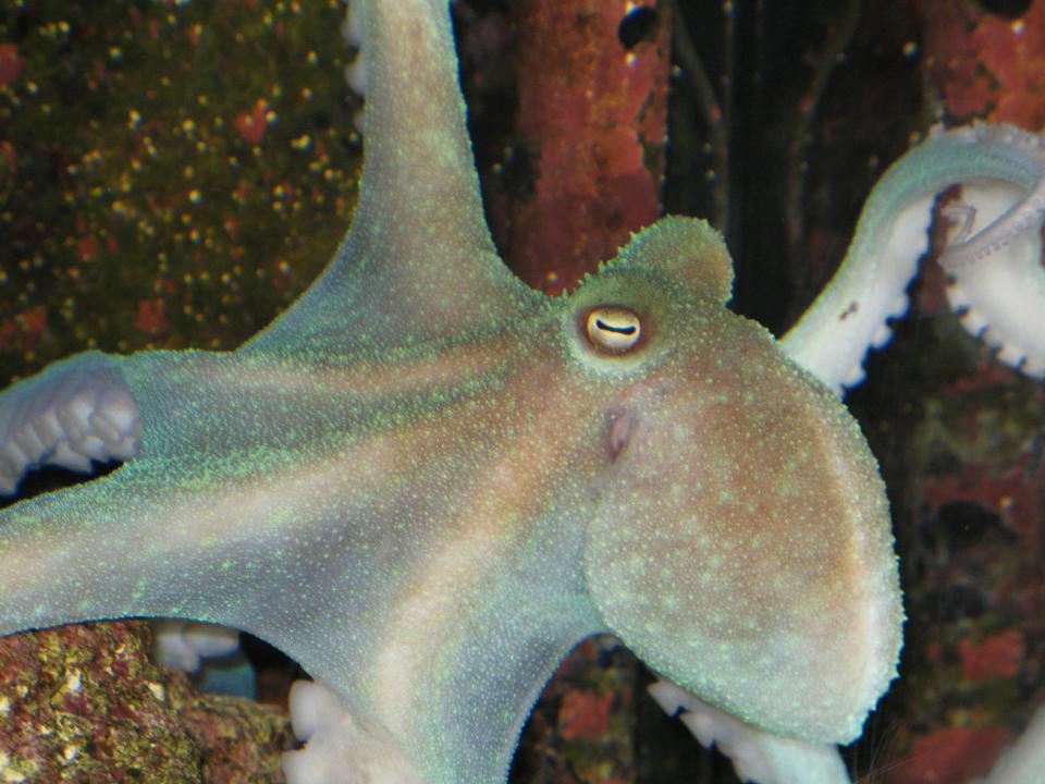 This undated photo provided by TONMO.com shows SueNami, a wild caught, male Octopus briareus, approximately 11 months old, displaying green fluorescence often seen in lights during night dives. Interacting with an octopus is a lot like communicating with an alien, since these animals are vastly different from humans with three hearts, a brain surrounding the esophagus, blue blood, and no bones. (AP Photo/TONMO.com, D Whatley)