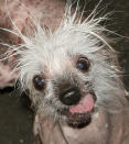Meet Rascal, a contestant in the World’s Ugliest Dog Contest. The contest, currently in its 25th year, is on at the Sonoma-Marin Fair in Petaluma, California, on Friday, June 21. The winner will be given $1,500. Eight-year-old Chinese Crested pooch named Mugly won the crown in 2012. Photo courtesy of the World’s Ugliest Dog ® Contest, June 21, Sonoma-Marin Fair, Petaluma, California.