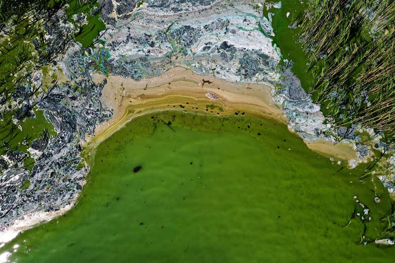 FILE PHOTO: An aerial view of toxic blue-green algae bloom on the Baltic Sea coast at Tyreso near Stockholm