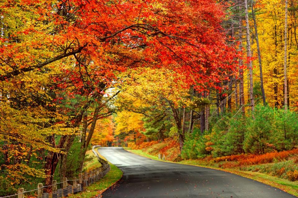 Gold and orange autumn leaves along a winding forest road