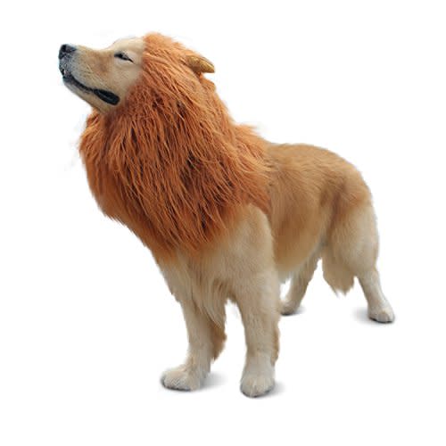 7) Lion Mane for Dog