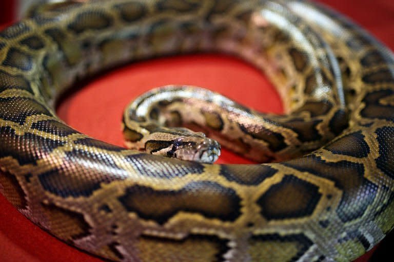 This picture taken on February 10, 2013 shows a python shown during a snake display at the National Zoo in Kuala Lumpur. An escaped python has killed two children in their sleep in eastern Canada, police said