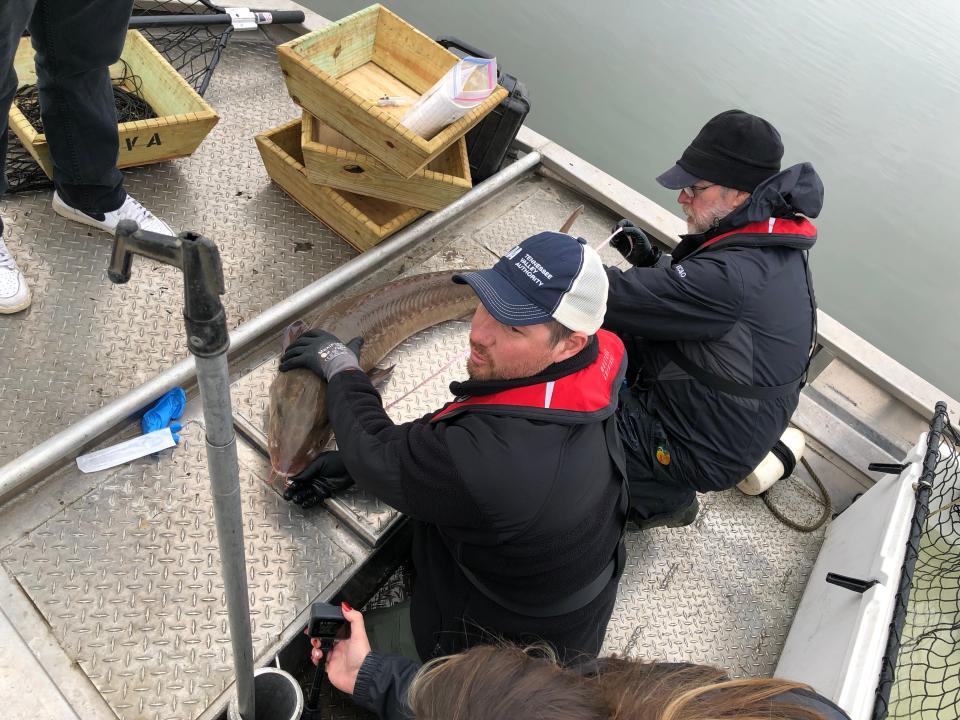 Measuring lake sturgeon is a two-person job. Scientists need to keep the sturgeon still to get its length, and to keep it from injuring itself against the boat.