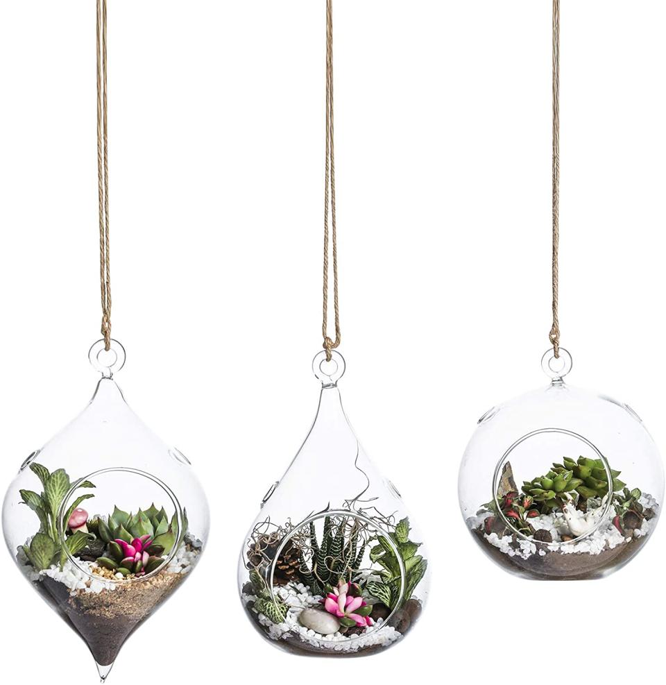 Three hanging terrariums