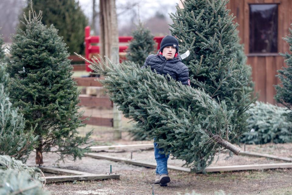 Miles Coffer, carries a sold tree to be wrapped on Saturday, Dec. 11, 2021, at Piney Acres Farm in Fortville Ind. Even Christmas trees have been affected by supply chain disruptions nationwide, leaving the farm with less than 200 trees left on this date.