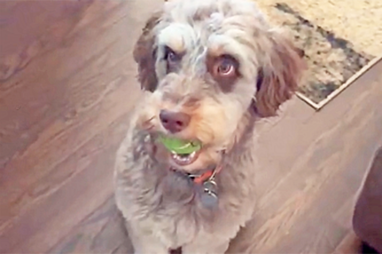 dog with ball in his mouth; dog struggles with treat tiktok