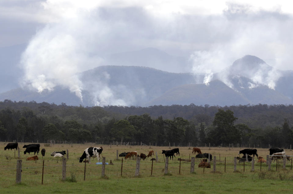 In this Jan. 9, 2020, file photo, cattle graze in a field as smoke rises from burning fires on mountains near Moruya, Australia. Although there have been no major impacts on drinking water yet from the intense wildfires, authorities know from experience that the risks will be elevated for years while the damaged catchment areas, including pine and eucalyptus forests, recover. (AP Photo/Rick Rycroft, File)