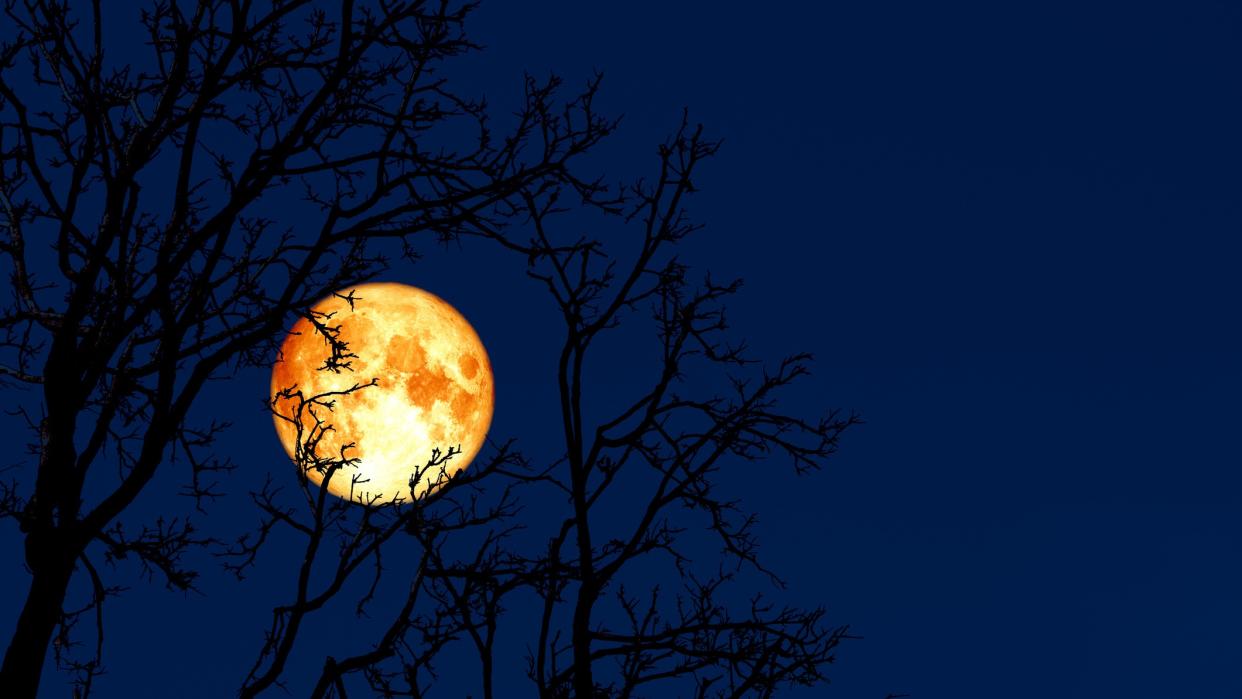  A photograph of the full, yellow moon glowing behind a bare tree branch on a March night 