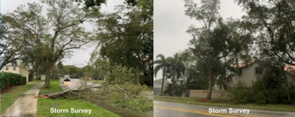 A tornado damaged trees in the area of Cooper City, Davie and Plantation, Florida, on Sunday, Feb. 18, 2024.