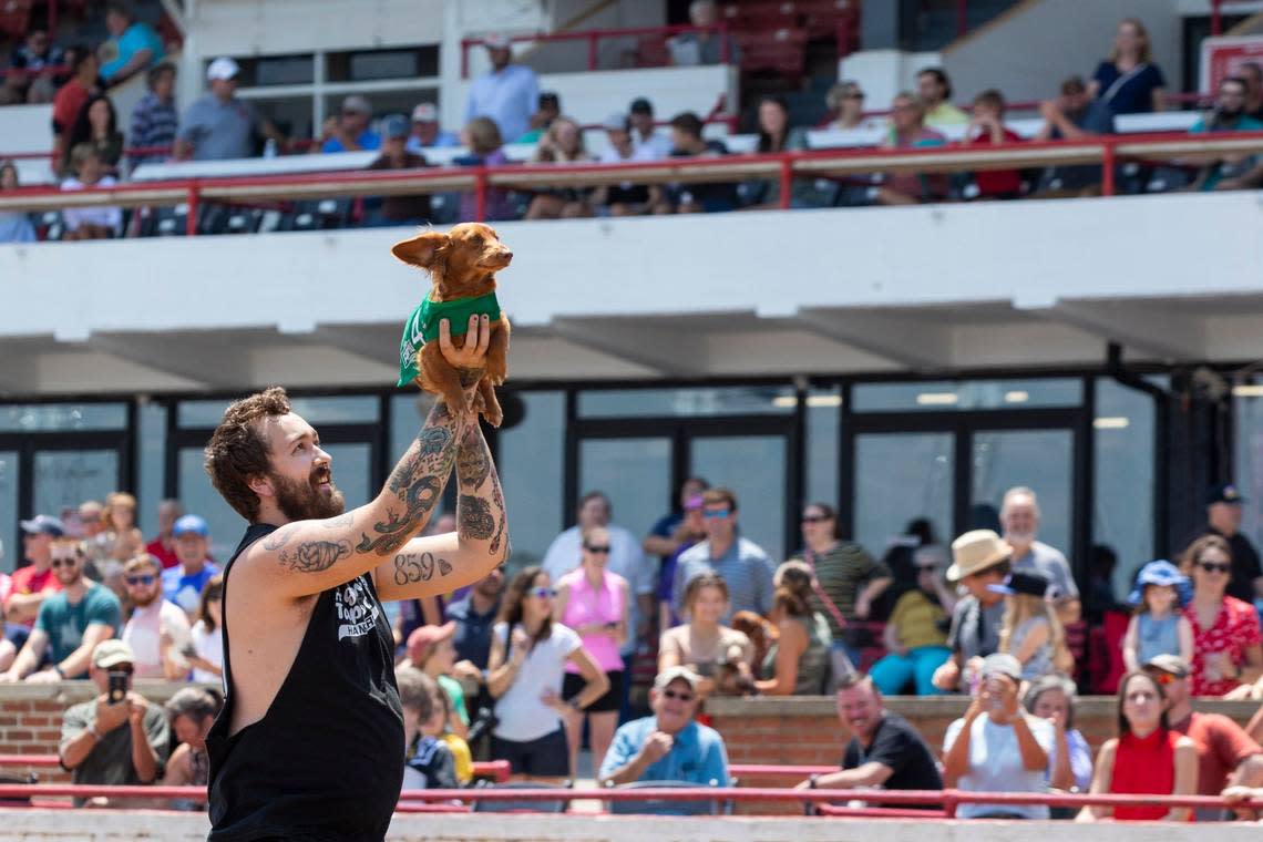 Skyler Bain holds his dachshund Excalibur aloft while walking down the track to the starting line during Red Mile’s 2021 Wiener Dog Race at Red Mile Race Track in Lexington. The track is hosting Wiener dog, corgi and all breed races this weekend.