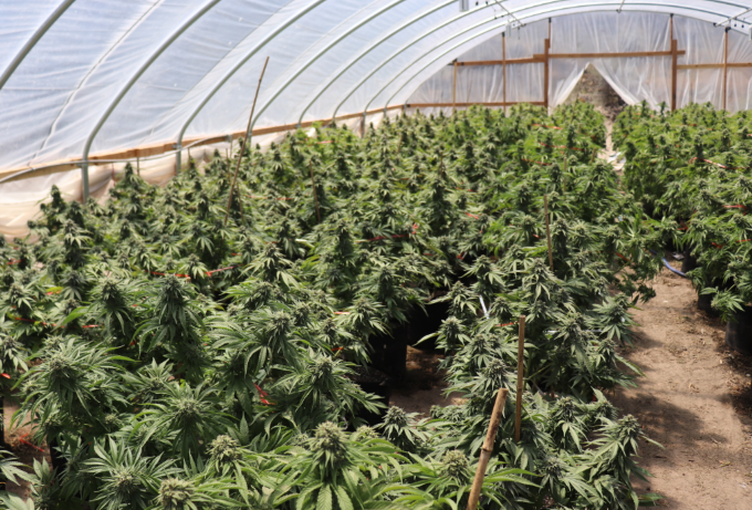 File photo - Shown is an illegal greenhouse containing mature, budding marijuana plants that the Siskiyou County Sheriff's Office raided on June 25, 2020.