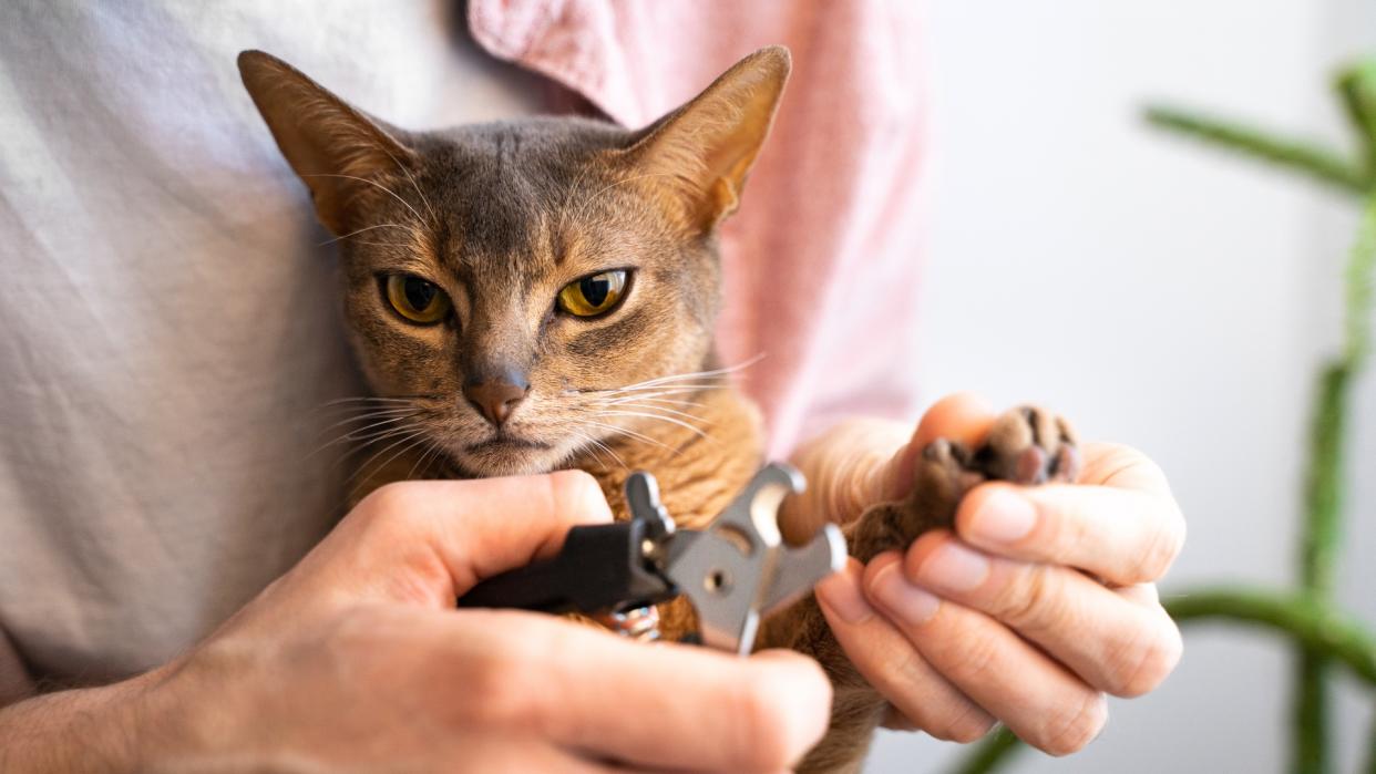  Person clipping blue Abyssinian cat claws 