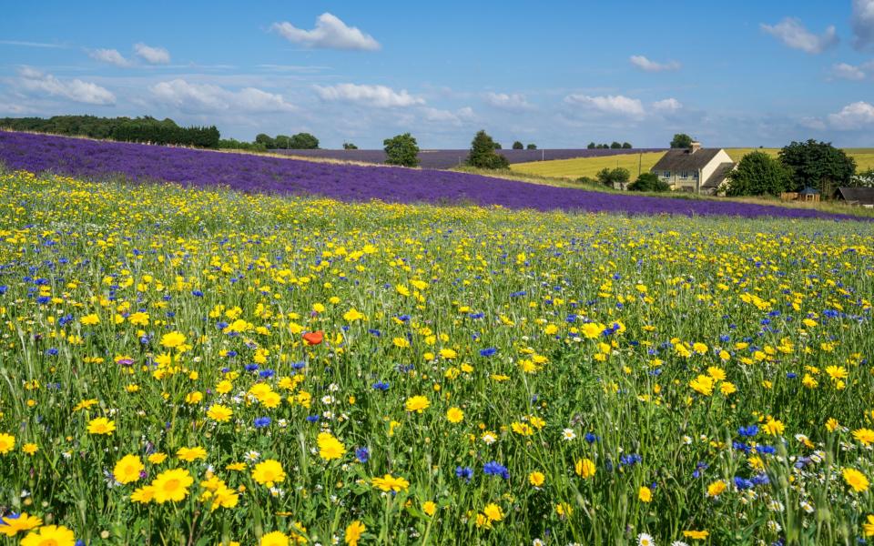 English meadow flowers - Moment RF