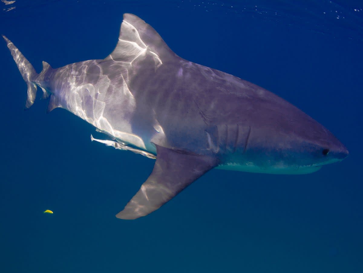 Tiger sharks are large species that reside in tropical and temperate waters and are among sharks most cited by the International Shark Attack File (ISAF) for unprovoked attacks on humans (Getty Images/iStockphoto)