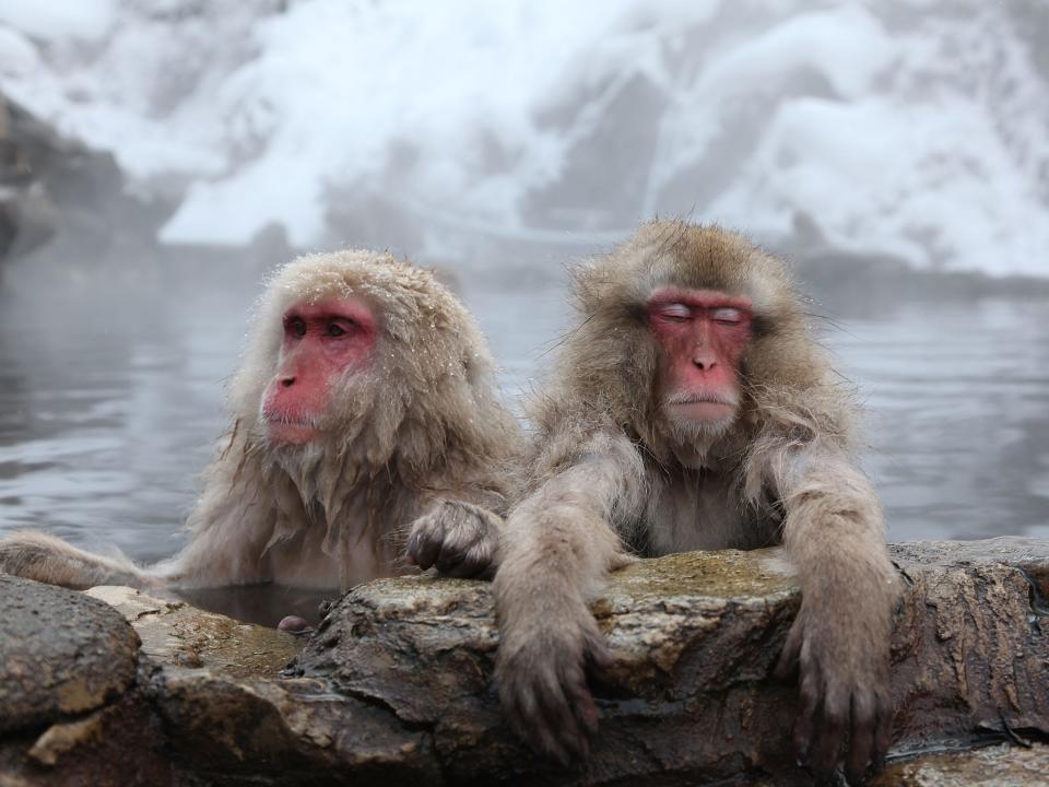 Japanese macaque snow monkey