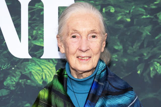 <p>Amanda Edwards/Getty</p> Dr. Jane Goodall attends the Los Angeles Premiere of Apple TV+ Original Series "Jane" at the California Science Center on April 14, 2023 in Los Angeles, California.