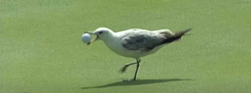 Seagull with a golf ball in its mouth