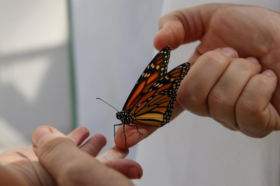 Laura Moore directs a fresh new monarch butterfly from her finger to her 3-year-old neighbor Thomas Powell in her Greenbelt, Md., yard, Friday, May 31, 2019. Despite efforts by Moore and countless other volunteers and organizations across the United States to grow milkweed, nurture caterpillars, and tag and count monarchs on the insects' annual migrations up and down America, the butterfly is in trouble. (AP Photo/Carolyn Kaster)